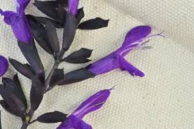 Image result for Salvia