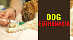 Surely, you do not want your dog to suffer so that if in case it happens, you want medical help to be available. Dog Euthanasia When Is The Time To Euthanize Your Dog Petmoo