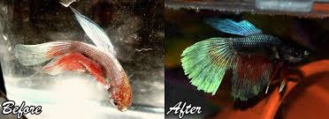 Betta Fish Rescue Betta Fish Betta Animal Rescue Ideas