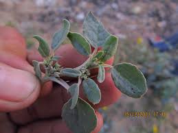 Image result for Zaleya