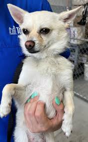 Pumpkin collection for animal feed in the city?