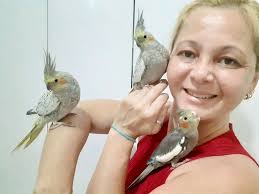 Periquito australiano