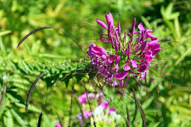 Image result for Cleomaceae