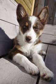 Border Collie Cute Dogs Beautiful Dogs Cute Animals