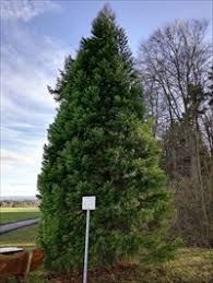 Der mammutbaum wird umgetopft und stecklinge geschnitten. Mammutbaum Herdweg Jettingen Germany Bw Sequoioideae Trees On Waymarking Com