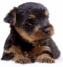Puppies are already gaining weight. Newborn Yorkies Yorkshire Terrier Information Center
