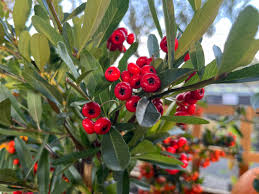 Image result for Pyracantha