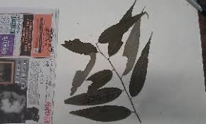 Image result for Shirakiopsis