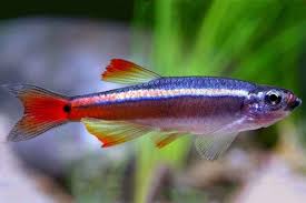Image of a White Cloud Mountain Minnow (Tanichthys albonubes) fish, a tank mate for Galaxy Medaka Ricefish (Oryzias latipes)