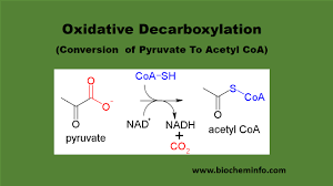 The First Stable Compound Of The Citric Acid Is Citric Acidpyruvic  Acidoxaloacetic Acid None Of The Above