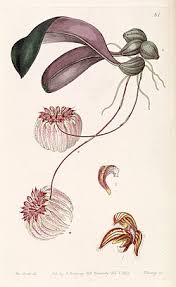 Image result for Bulbophyllum expallidum