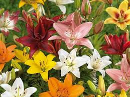 Next, choose a different color and paint the petals coming off of the centers. Types Of Flowers 15 Different Varieties Of Flowers With Names Pics