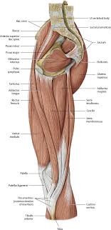 You can ask your partner to abduct his or her thigh to feel for contraction of gluteus medius and gluteus minimus. Hip Thigh Atlas Of Anatomy