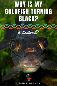 Black Algae In Fish Tank How To Get Rid Of It Why Is My Goldfish Turning Black Is It Natural Or Cause For Concern Pet Fish Goldfish Fish Tank