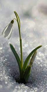 Snowdrop Flowers Photography Spring Flowers Beautiful Nature
