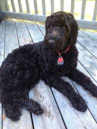 Black Goldendoodle Golden Doodle Dog Doodle Dog Goldendoodle