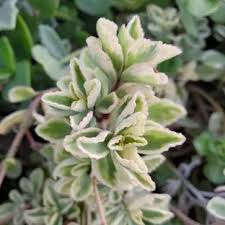 Image result for Plectranthus guruensis