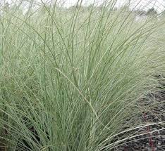 Miscanthus Sinensis Morning Light 1 Miscanthus Morning Light Morning Light Plants