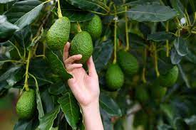 Discover how growers produce healthy trees with consistent yields. Dirty Fingernails Follow These Steps To Grow An Avocado Tree Local News Ravallirepublic Com