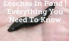 Another method of controlling leeches is to utilize leech traps. Leeches In Your Pond Everything You Need To Know Help Your Pond