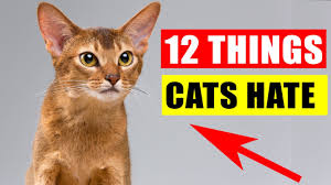 The most beloved of cat sounds. 8 Sounds Cats Make And Their Meanings Understand Your Cat Better Youtube