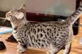 The Munchkin Cat Bengal Mix (The Genetta) - Munchkin Cat Guide