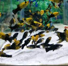 Cara Membedakan Ikan Golden Black Molly Jantan Dan Betina Terkait Perbedaan