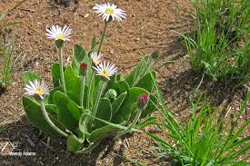 Image result for Gerbera viridifolia