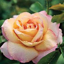 Peace Rose A Classic Hybrid Tea Rose The Rose Of The 20th Century With Fragrant Yellow Blooms Edged In Pink An Hybrid Tea Roses Rose Varieties Peace Rose
