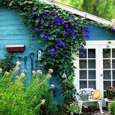 3 hours (a good amount of that was time wasted on i continued past this skirting morning glory spire to the south, looking for a place to head offtrail. How To Use Morning Glory Vines Cottage Garden Morning Glory Vine Dream Garden