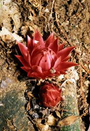 Image result for Thonningia