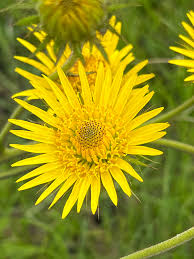 Image result for Berkheya speciosa