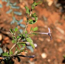 Image result for Dyschoriste transvaalensis