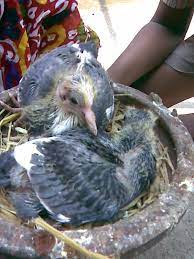 Squab Wikipedia