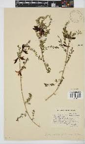 Image result for Neorautanenia ficifolia