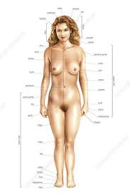 This article looks at female body parts and their functions, and it provides an interactive diagram. Female External Anatomy Anterior View Stock Image C020 0197 Science Photo Library