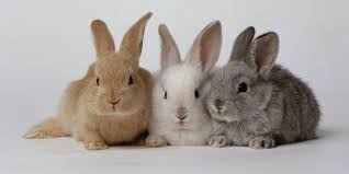 Ginger root is too spicy for the rabbit's sensitive digestive system and consuming a small dosage will kill it. Our Favorite Girl Bunny And Boy Bunny Names Southern Living