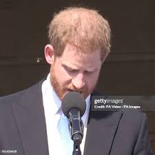 262 Harry Bee Stock Photos, High-Res Pictures, and Images