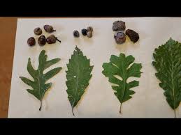 Image result for white oak leaf