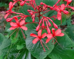 Image result for Clerodendrum pusillum