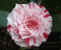 Pin On Home Yard Garden Landscaping Decor