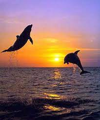 Dolphins Jumping In The Sunset Gallery For Jumping Dolphin In Sunset Dolphins Dolphin Photos Bottlenose Dolphin