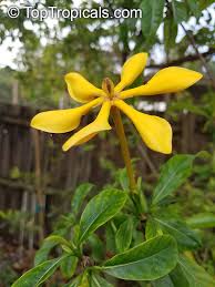 Image result for Gardenia subacaulis