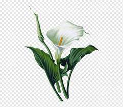 Calla Lily Illustration Arum Lily Lilium Art Watercolor Painting Flower Plant Stem Flower Ca In 2021 White Lily Flower Arum Lily Botanical Illustration Watercolor