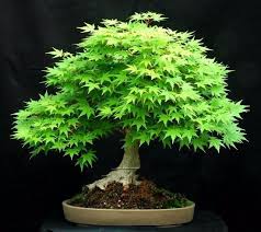 Pot may vary depending on availability. Japanese Bonsai Maple Tree Seeds 20 Seeds Bonsai Maple Tree Indoor Bonsai Tree Maple Bonsai