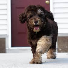 Check spelling or type a new query. Doodlemoms