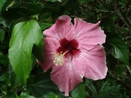 Image result for Hibiscus panduriformis