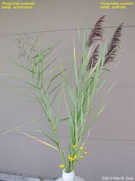 Image result for Phragmites mauritianus