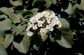 Image result for Cordia grandicalyx