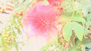 We did not find results for: Https Abc7chicago Com Weather Chicago Accuweather Partly Cloudy Chilly On New Years Eve 110063 Https Static Abcotvs Com Wls Images Cms Automation Vod 123119 Wls Forecast 10p Vid Jpg Partly Cloudy And Chilly Overnight On New Year S Eve Lows In